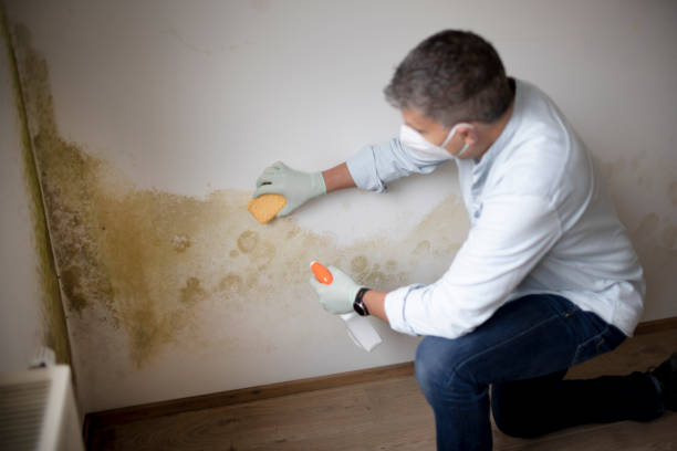 Best Mold Remediation for Healthcare Facilities  in Attica, MI