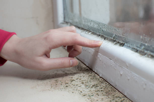 Professional Mold Removal in Attica, MI