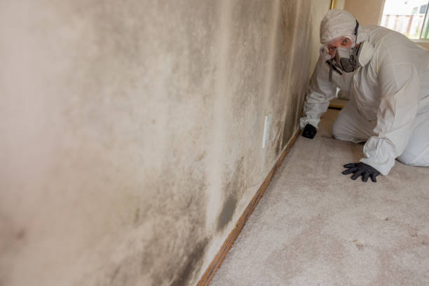 Best Mold-Related Health Consultation  in Attica, MI